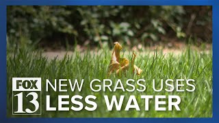 A special turf that uses less water in Utah's drought is growing in popularity