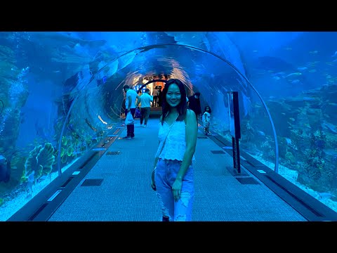 Dubai Aquarium and Underwater Zoo