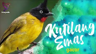 Black-crested Bulbul Bird Song, sound, Call, Chirp, Vocalization, Melody - Rubigula Flaviventris