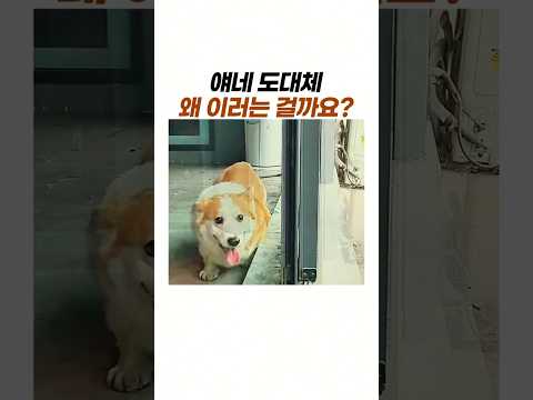 유리문 하나 믿고 까불다가 결국 벌어진 일..