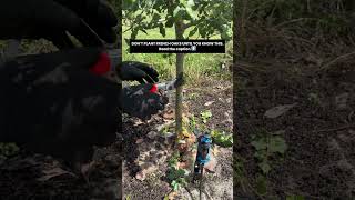 Pruning French Oak Truffle Trees: The #1 Mistake New Growers Make
