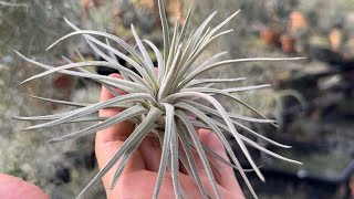 極上チランジア モーリアナ(モウリアナ)Tillandsia mauryana
