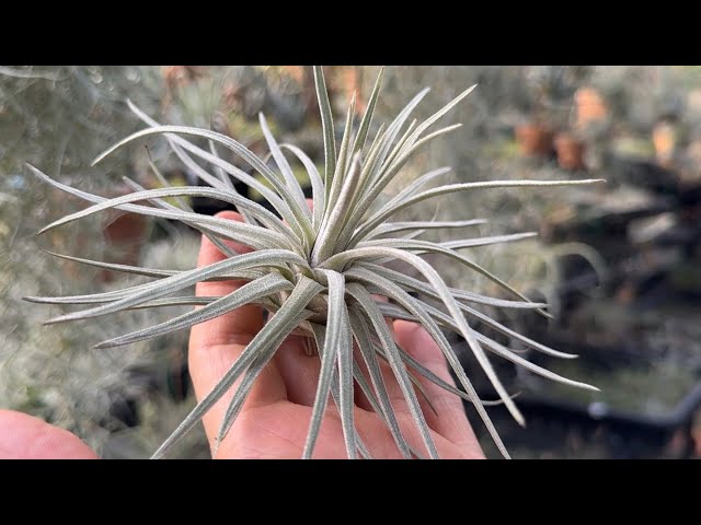 極上チランジア モーリアナ(モウリアナ)Tillandsia mauryana