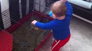 Baby terrorizing pet guinea pig LOL