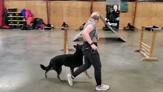 Good-Looking 'Gregor' 11 Mo Bi-Black GSD Agility & Obedience Work This Fella Is Built On Greatness by Protection Dog Sales 227 views 6 days ago 1 minute, 58 seconds