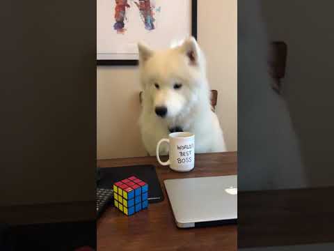 dunder woofin dog edition of the office office pet