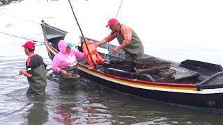RIA DE AVEIRO (Torreira) Apanha e escolha de Berbigão - De Jorge Manuel Cunha Cunha
