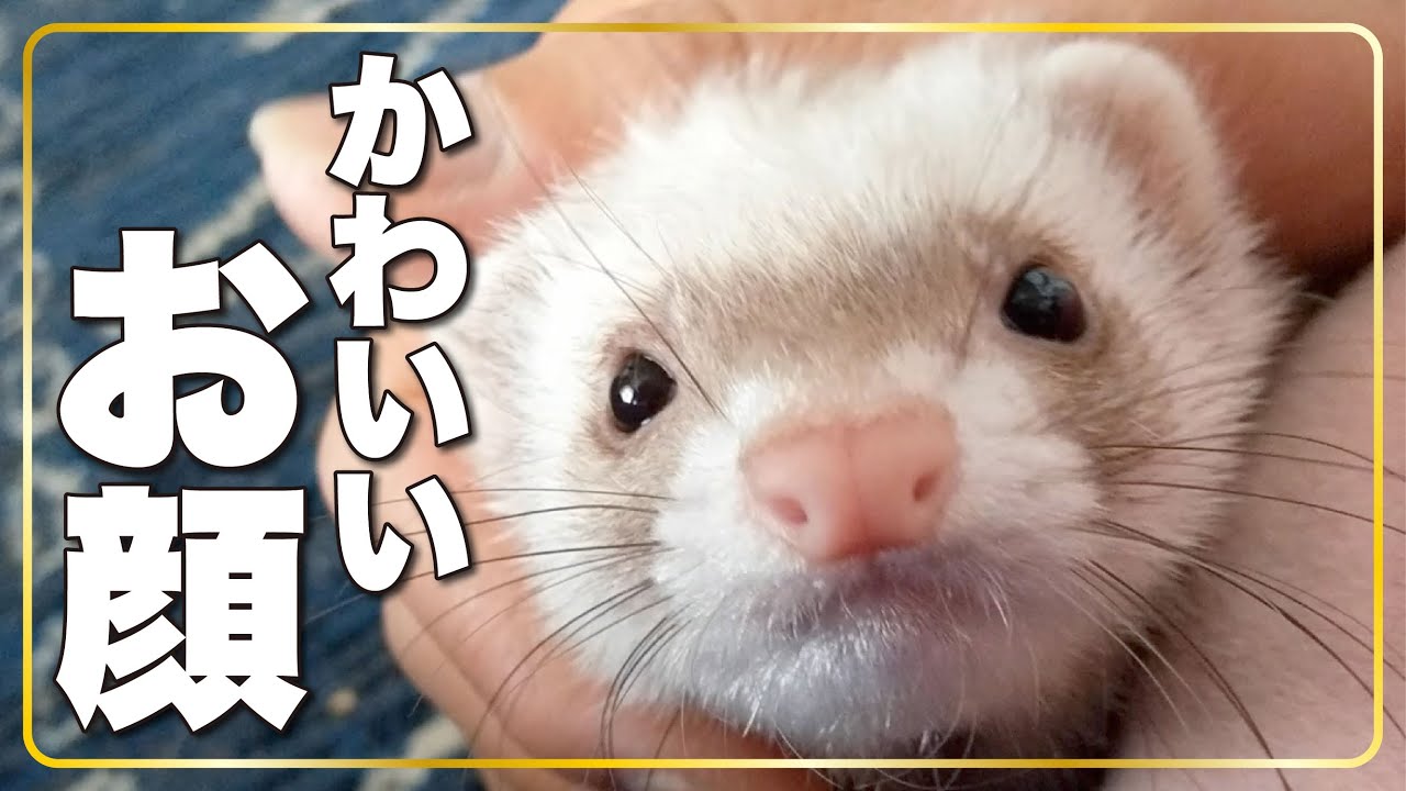 パルチューブ 狸模様の可愛いお顔 フェレット ピノの顔をなでなで Ferret Stroking The Ferret S Head Parutube Youtube パルチューブ 狸模様の可愛いお顔 フェレット ピノの顔をなでなで Ferret Stroking The Ferret S Head Parutube Youtube