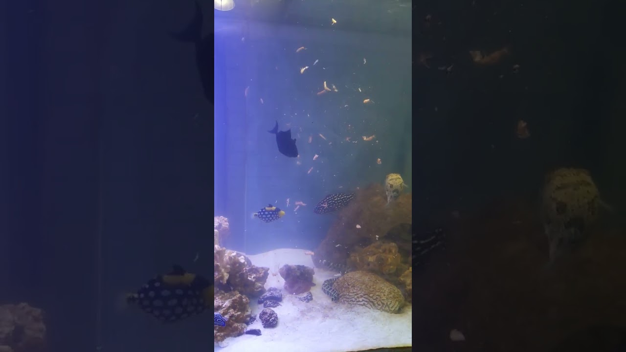 Krill soaked in garlic feeding