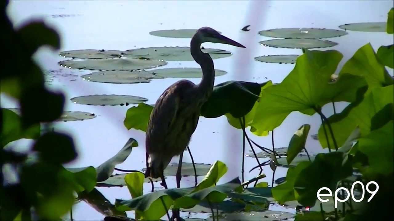 Majestic Birds (part 2) || EXPLORINGtheLATERAL ep09