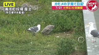 🔔LIVE… カモメの子育て日記 7月21日(水)
