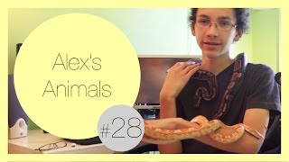 Snake Tag Challenge