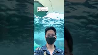 #ocean Replying to @sonnycoleochia HOW TO DOWNLOAD PHOTOS AT OCEANPARK - CEBU, C screenshot 4