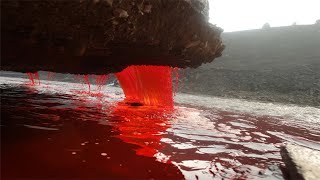 Los Científicos No Podían Creer Lo Que Veían Después De Ver Esta Escena De La Naturaleza