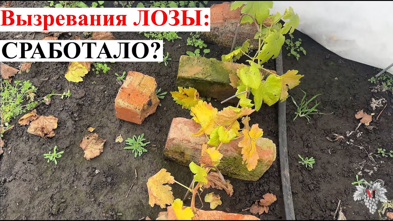 МАРТЫШКИН ТРУД / УСКОРЯЕМ ВЫЗРЕВАНИЕ Лозы ВИНОГРАДА! Проверяем РЕЗУЛЬТАТ