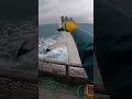 “POV One Wave, One Jump — And Suddenly Sharks Everywhere” #RealFootage #SharkFrenzy #SeaPanic
