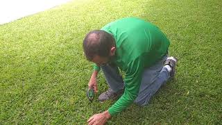 St Augustine Lawn Inspection Proper Lawn Watering  Why Too Much Water Contributes To Lawn Disease