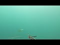 spearfishing in the pacific ocean