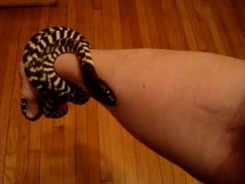Female Western Black Head