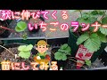 いちご/プランター栽培/秋に伸びてくるランナーを苗にする/家庭菜園/2021年