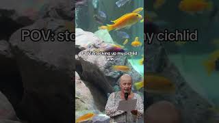 Aquarium #mbuna #cichlid #fish