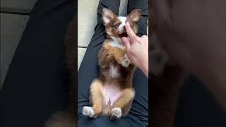 Ticklish Puppy