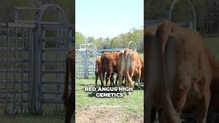 Shawn and His Cows