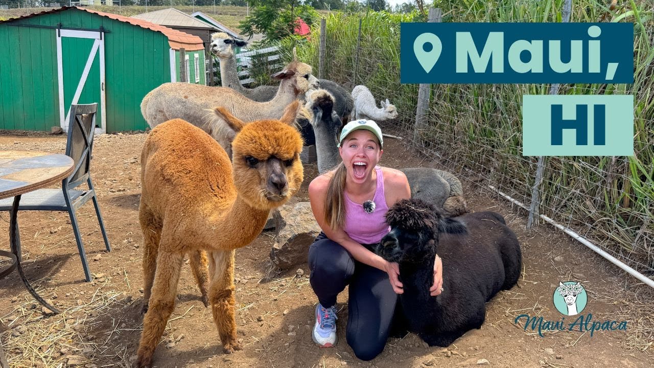 Cuddling with Alpacas & Angora Rabbits in Maui, Hawaii # ...