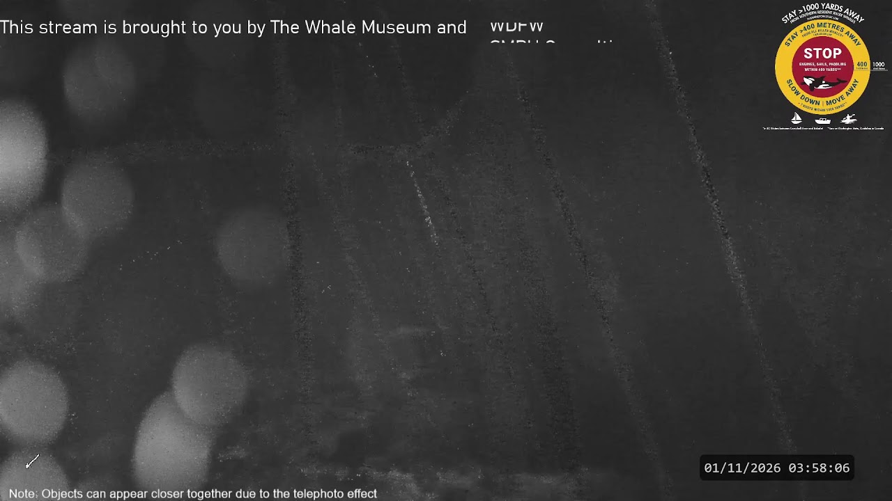 The Whale Museum Live Stream