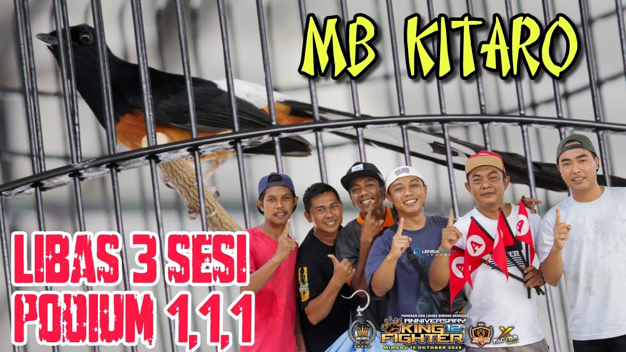 Mb KITARO dinobatkan sebagai murai batu terbaik di event Anniversary king fighter Bondowoso ‼️