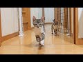 【生後57日】ミルクと分かった途端にダッシュで戻ってくる子猫