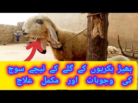           بھیڑ بکریوں کے گلے کے نیچے سوجن کی وجوہات اور علاج