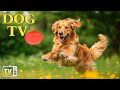 Dog tv vidos antiennui pour chiens et antianxit avec musique pour chiens  dog music  nou