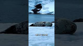 This Arctic Seal Punches Ice With Its Face