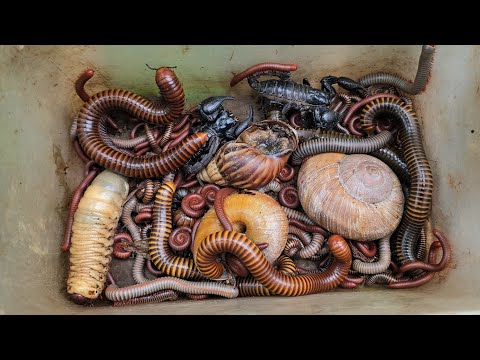 Bsst Bug Discovery Various Millipedes Colony, African Snail, Beetle Larvae, Scorpion...