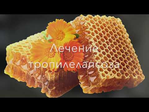 Первый опыт лечения пчел от тропилаелапсоза