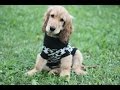 Дрессировка щенка (5 месяцев) английский кокер-спаниель Чарли