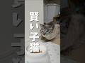 先輩猫のごはんをどうにかして食べようとする子猫 #子ネコ