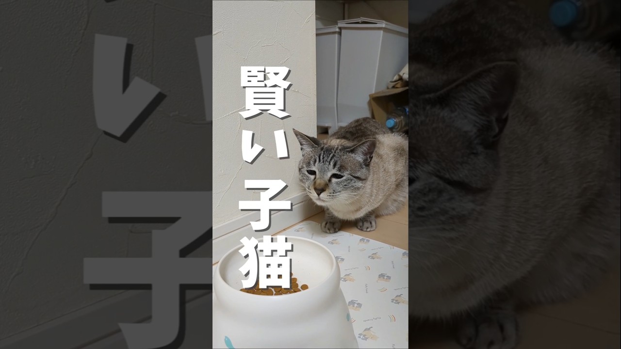 先輩猫のごはんをどうにかして食べようとする子猫 #子ネコ