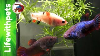 Separating Fighting Betta Fish @Lifewithpets72