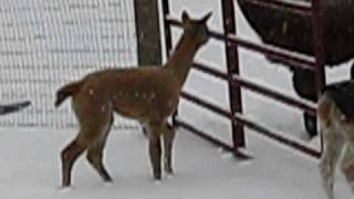 MVI_5285.avi