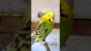 #modapet #birds #petsfofinhos #viralvideo #pets #cute #budgies #parrot  #periquitosaustralianos