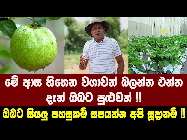 මේ ආස හිතෙන වගාවන් බලන්න එන්න දැන් ඔබට පුළුවන් !! ඔබට සියලු පහසුකම් සපයන්න අපි සූදානම් !!