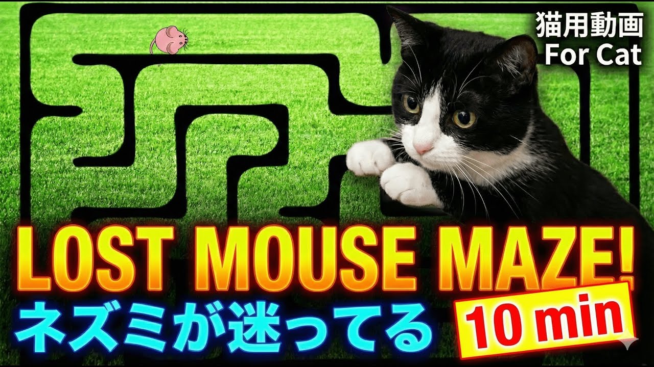 ネズミが迷ってる！？🌀　　　　　　　　　　　　　　　　　　　　　　　　　　　　Lost Mouse Maze! 🐭