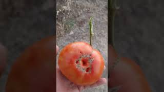 tomate gordo de Torrelaguna