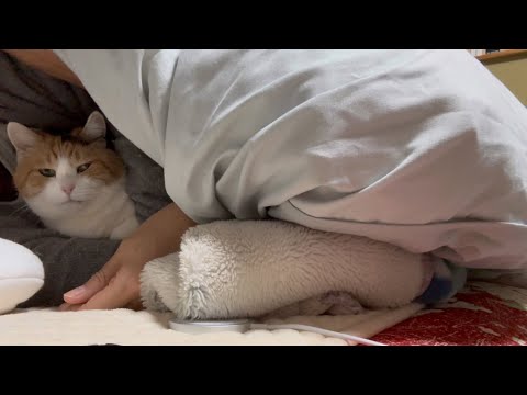 三毛猫】寝る前のミケ（2026年2月6日） - YouTube