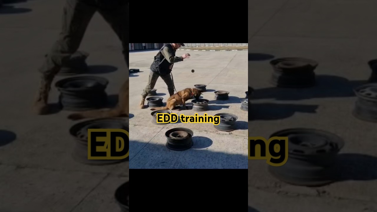 Malinois K9 Training | Focused Passive Alert on Odor