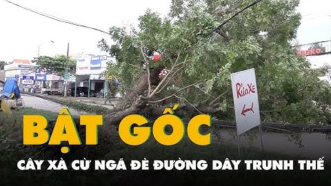 Cây xà cừ cao 20m bật gốc ngã đè đường dây trung thế ở TP Cần Thơ