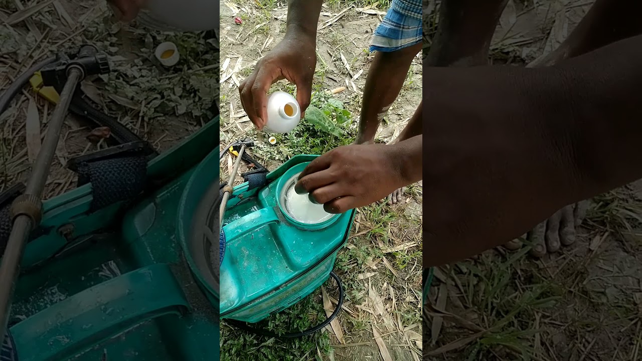 brinjaal ka dava gold brother ka kamal crashgold+sygold+agree 82