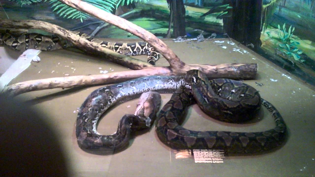 Staten Island Zoo Snake eating I - YouTube